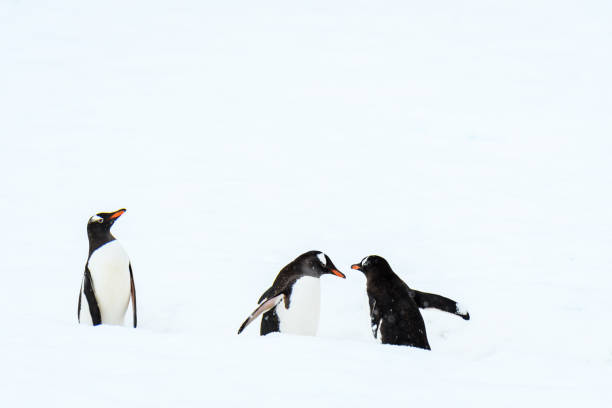 istock Beautiful Antarctic Wildlife 1141834306