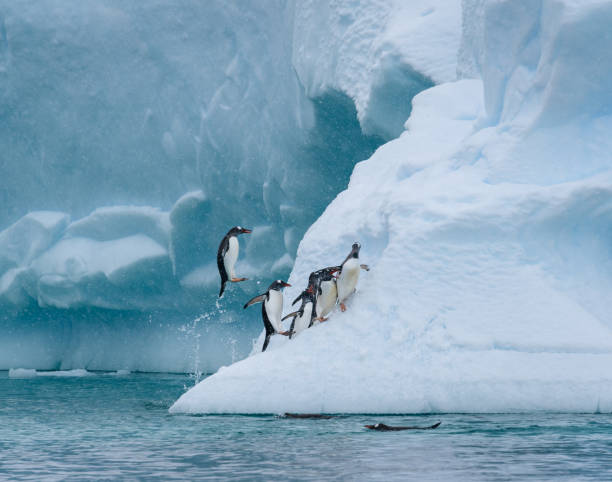 istock Beautiful Antarctic Wildlife 1141834333