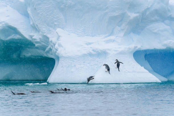 istock Beautiful Antarctic Wildlife 1141834387