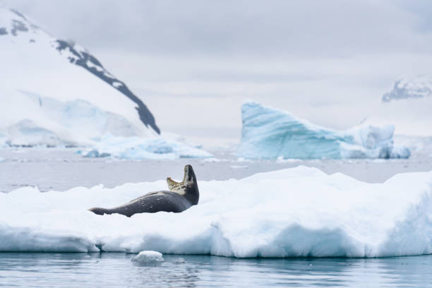 istock Beautiful Antarctic Wildlife 1141834516