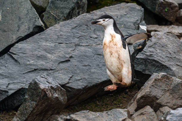 belle faune antarctique - half moon island horizontal penguin animal photos et images de collection