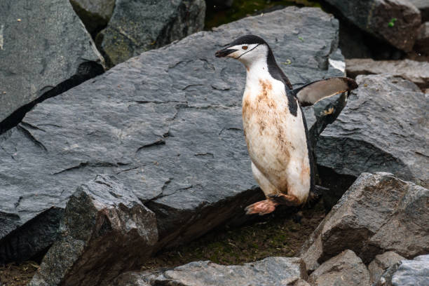 beautiful antarctic wildlife - half moon island horizontal penguin animal imagens e fotografias de stock