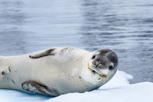 Beautiful Antarctic Wildlife Close up of Leopard Seal resting on an iceberg in Paradise Harbor, Antarctica paradise bay antarctica stock pictures, royalty-free photos & images