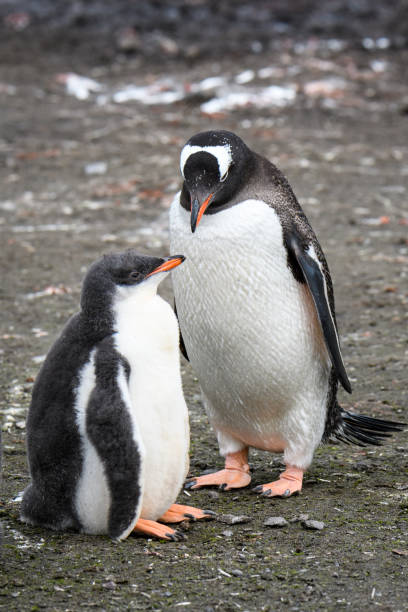 istock Beautiful Antarctic Wildlife 1141834659