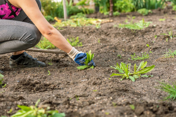 istock Woman working at garden. 1141836761