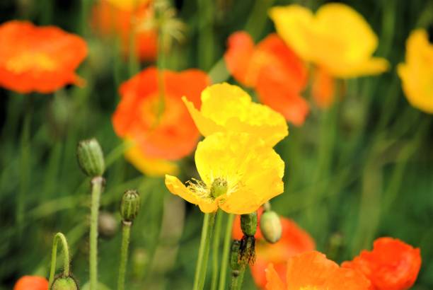 istock Yellow and Orange Poppies 1141836770