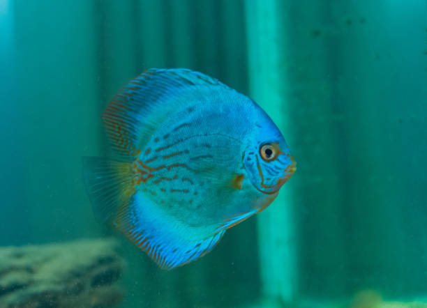 Blue discus Blue discus in an aquarium. pompadour fish stock pictures, royalty-free photos & images