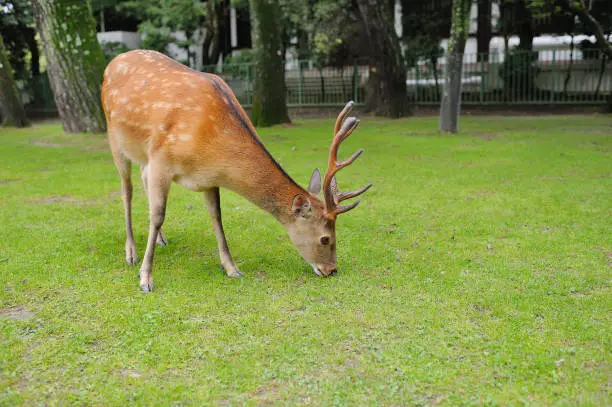 Photo of Wild deer in Nara Park, Japan. Deer are symbol of Nara's greatest tourist attraction.