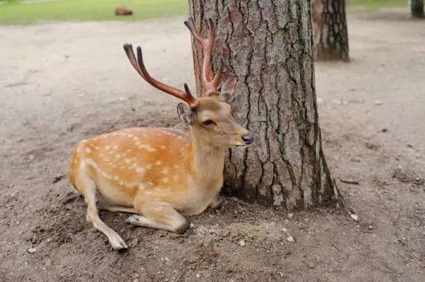 Photo of Wild deer in Nara Park, Japan. Deer are symbol of Nara's greatest tourist attraction.