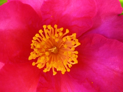 camellia sasanqua flower called Tsubaki in Japanese