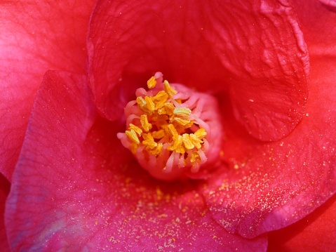 Bright yellow center surrounded by velvety pink petals