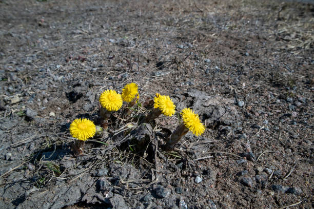 istock Coltsfoot flowers, Tussilago farfara 1141843996