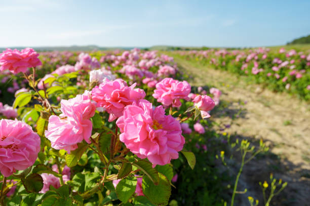 istock Field of roses 1141846060