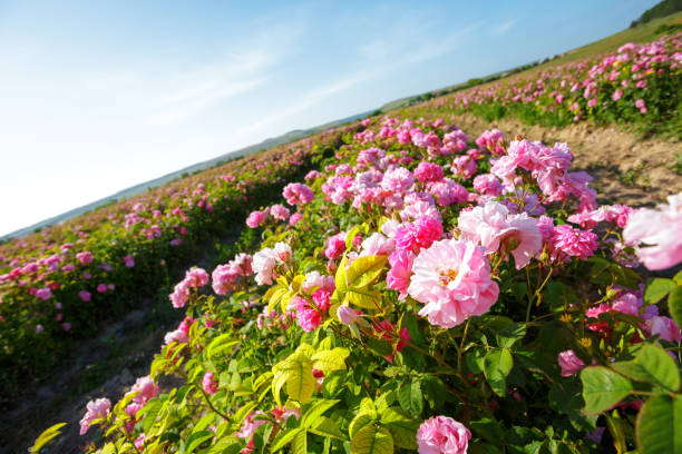 istock Field of roses 1141846106