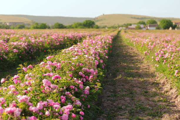 istock Field of roses 1141846223