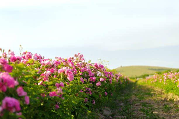istock pink rose bush closeup on field background 1141846778
