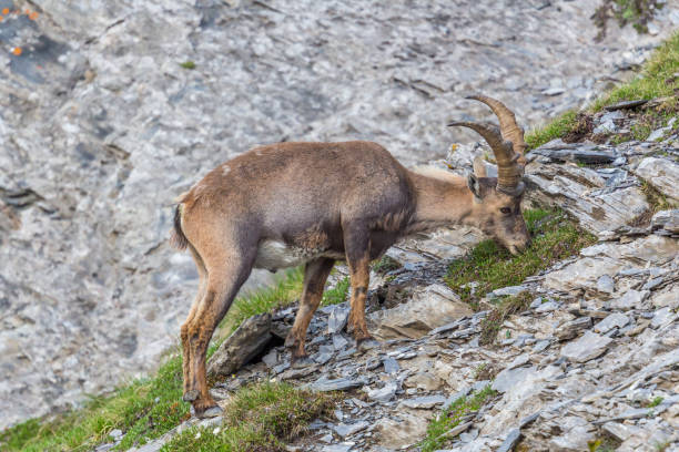 istock alpine ibex capricorn grazing in mountain rocks debris 1141847217