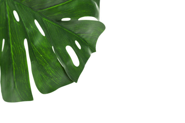 istock Leaf of Monstera plant isolated on white background 1141847818