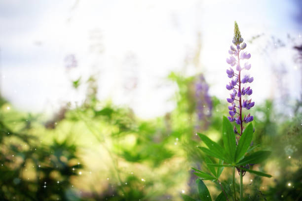 Photo of Beautiful lupine flower on a natural background morning sunrise. Colorful bright artistic image with a soft focus.