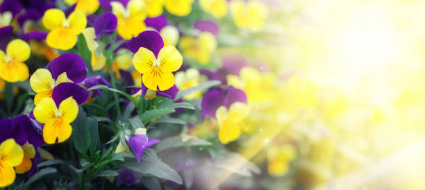 Flowering purple pansies in the garden in sunny day. Natural summer background with soft blurred focus Flowering purple pansies in the garden in sunny day. Natural summer background with soft blurred focus. pansy photos stock pictures, royalty-free photos & images