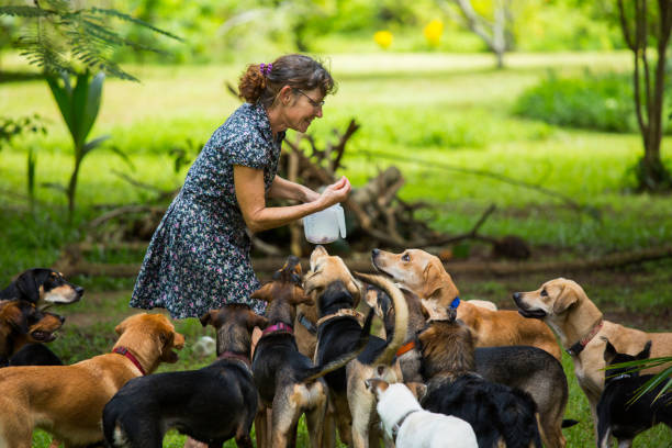 one woman with her many lovely dogs in her tropical garden woman feeding pack of many adopted stray dogs in tropical garden dog shelter animal welfare rescue theme animal welfare photos stock pictures, royalty-free photos & images