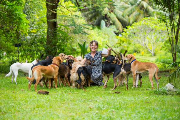 femme heureuse avec ses chiens - grand groupe danimaux photos et images de collection