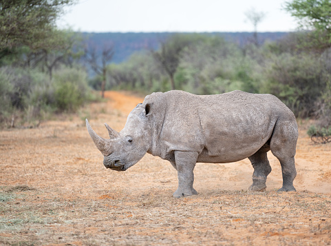 Detail portrait of Rhinoceros walk in the field.