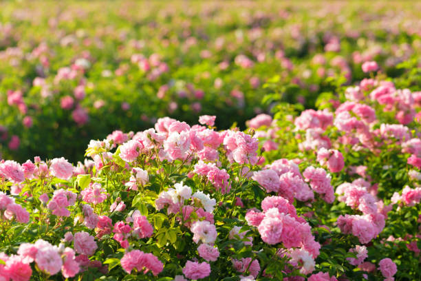 istock pink rose bush closeup on field background 1141854107