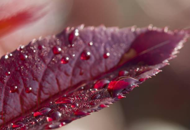 istock Water Drops on Red Plant Leaf 1141854115