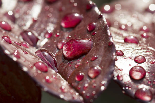 istock Water Drops on Red Plant Leaf 1141854120