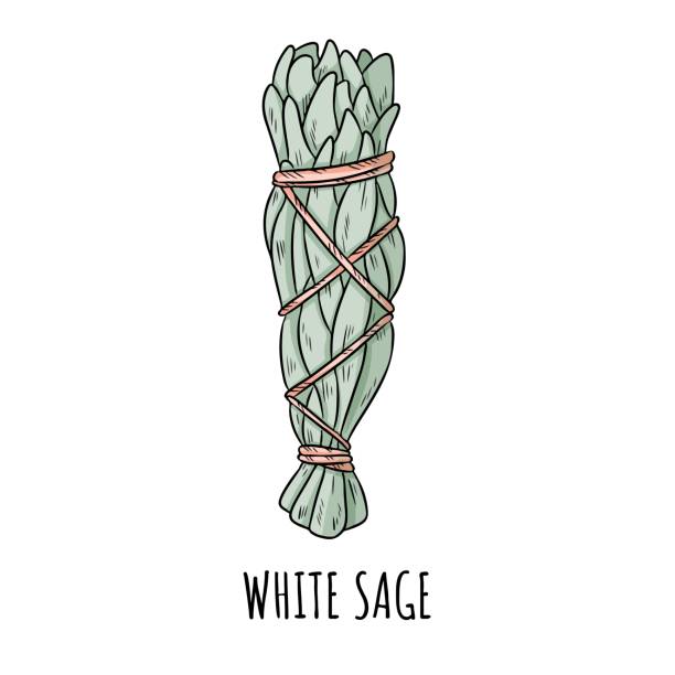 illustrations, cliparts, dessins animés et icônes de sage smudge bâton dessiné à la main doodle illustration d’isolement. bundle herbe sauge blanche - sauges