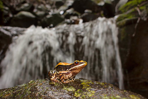 Fungoid Frog, Hylarana malabarica, habitat shot, Mulshi, Maharashtra