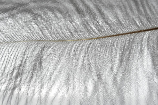 istock white feather macro background. Texture feather closeup.Fine feather texture on white background .Weightlessness. 1141864472