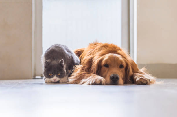 los gatos británicos de pelo corto y los perros de golden retriever se llevan amistosamente - amicably fotografías e imágenes de stock