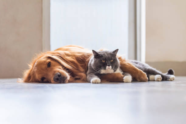 los gatos británicos de pelo corto y los perros de golden retriever se llevan amistosamente - amicably fotografías e imágenes de stock