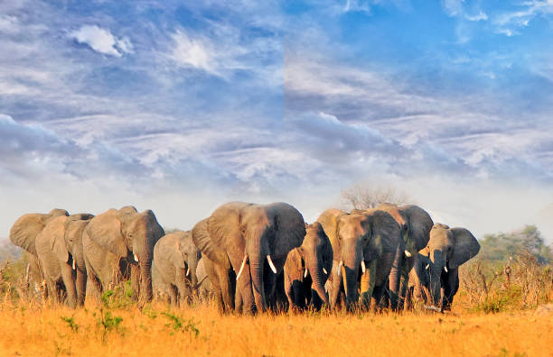 Large Herd of Elephants walking across the dry arid landscape with a beautiful blue wispy sky in Hwange National Park stock photo