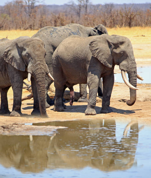 istock Elephants drinking with good reflection in a shallow waterhole 1141864959