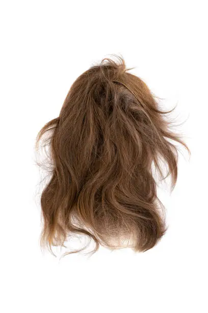 Photo of Very disheveled brown hair isolated on white background. Bad hair day clipart. Back view