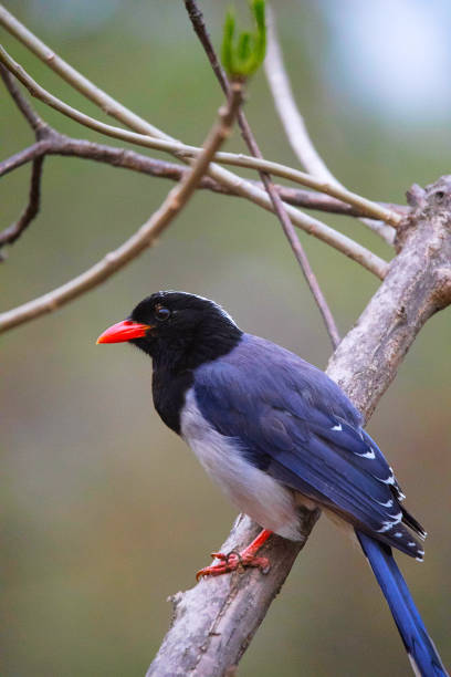 istock Red Billed Blue Magpie, Urocissa erythroryncha 1141868115