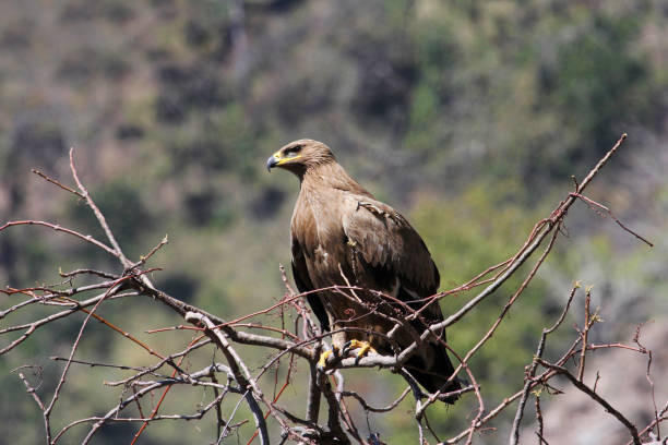 istock Steppe Eagle, Aquila nipalensis, Mukteshwar, Uttarakhand, India 1141868246