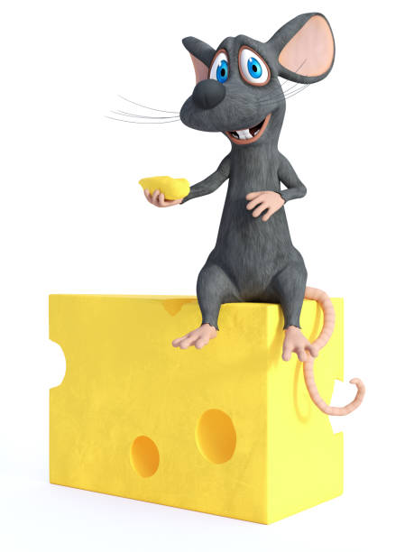 Rat eating cheese. Domestic rat with cheese on a gray background. A pet rat eats a piece of cheese. Mousetrap Risk. Funny mouse with a piece of cheese. Funny portrait of a rat