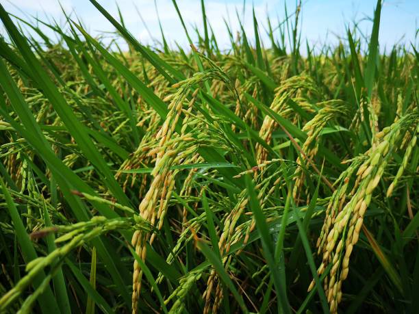 Paddy, also called rice paddy, small, level, flooded field used to cultivate rice in southern and eastern Asia. Closeup a paddy field is a flooded parcel of arable land used for growing semiaquatic rice. Paddy cultivation should not be confused with cultivation of deepwater rice. kadazandusun stock pictures, royalty-free photos & images