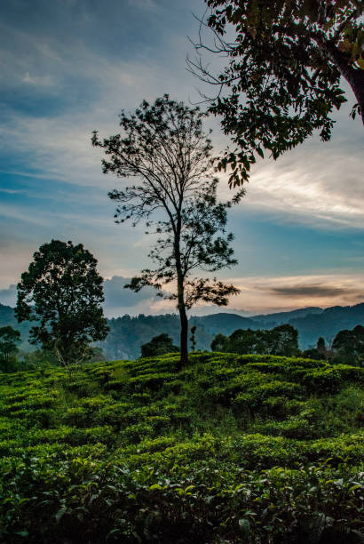 istock Tree on little adam's peak during sunset in Ella in Sri Lanka 1141870370
