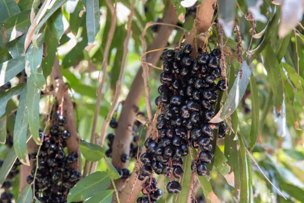 Luna Nut (Lepisanthes fruticosa Leenh) Thailand Fruit . Luna Nut (Lepisanthes fruticosa Leenh) in nature condition with Tree background