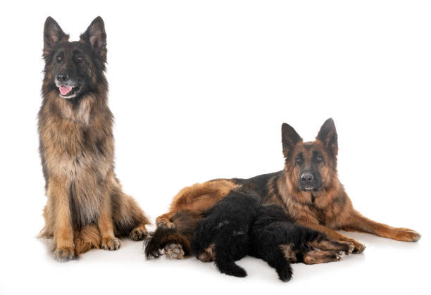 istock family german shepherd 1141873852