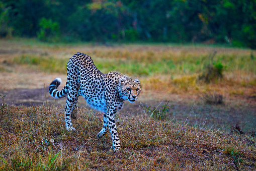 African Cheetah, Kenya, Africa