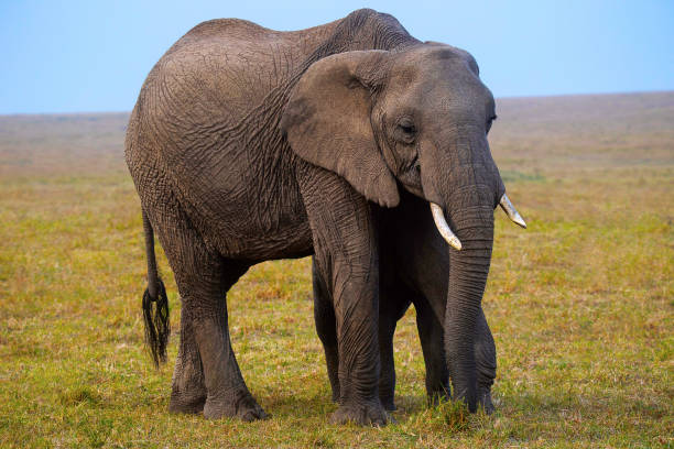 istock African Elephant, Kenya, Africa 1141873889