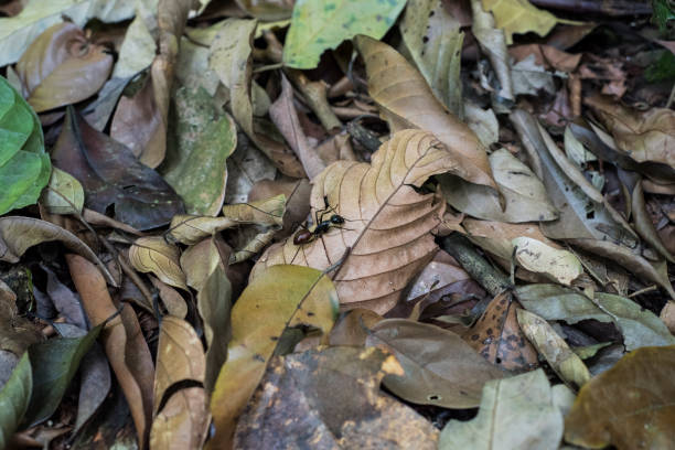 istock Top view of a large ant on a jungle floor. 1141874163