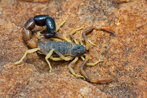 istock Bicolor Scorpion, Orthochirus bicolor, Saswad, Pune District, Maharashtra, India 1141874191