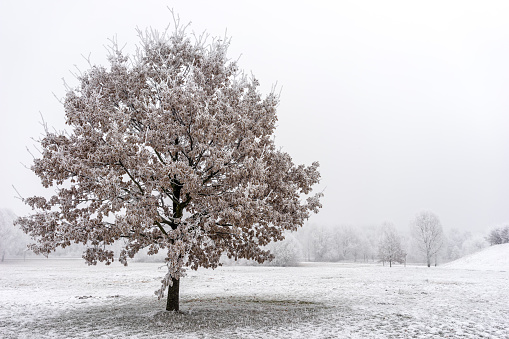 Frozen tree in winter